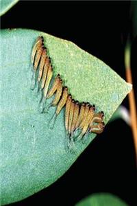Insect Journal Sawfly Larvae Entomology