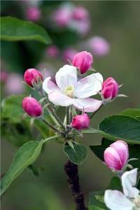 Apple Blossoms in the Spring Flowering Tree Journal