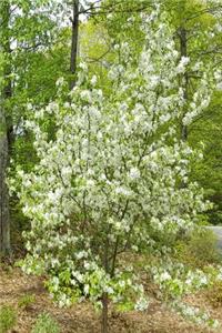 Journal Springtime Two Flowering Trees In Bloom