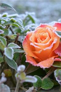Frozen Rose in the Garden Journal