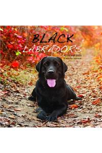 Black Labradors Calendar 2020