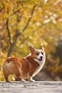 Corgi Notebook