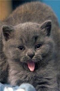 Kitten Journal