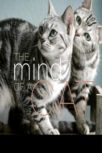 Mind of a Cat