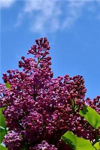 Lilac Bush in the Morning Sun Journal