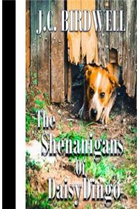 The Shenanigans of Daisy Dingo