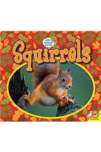 Squirrels