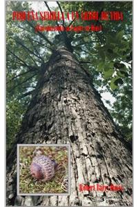 Pequeña Semilla a un Árbol de Vida