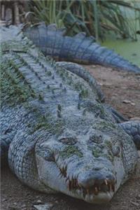 Crocodile is Too Close for Comfort Journal