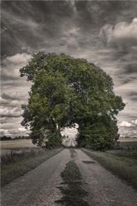 Green Grove of Trees Arching over a Pathway on a Stormy Day Journal