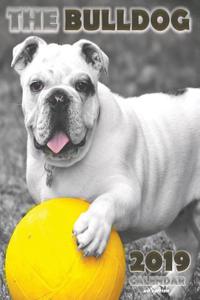 The Bulldog 2019 Calendar (UK Edition)