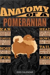 Anatomy Of A Pomeranian
