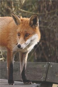 Fox Journal