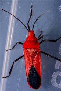 Red Beetle Journal