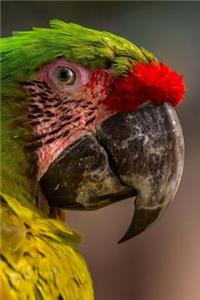 Parrot Asks, Are You Talking to Me? Journal