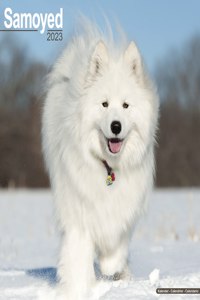 Samoyed 2023 Wall Calendar