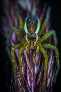 Natural History Spider On A Flower