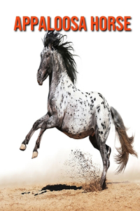 Appaloosa Horse