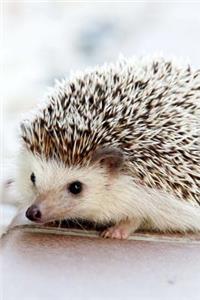 Baby Hedgehog Journal