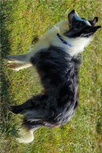 Border Collie Herding Dog in the Grass Journal