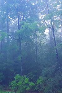 2020 Weekly Planner Forest Foggy Morning 134 Pages