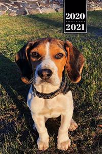 Beagle Dog Calendar Week Planner 2020 / 2021 - In the Sunset