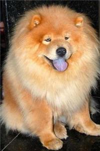 Super Fluffy Chow Chow Dog Journal