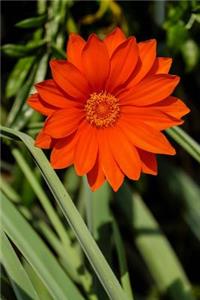 Beautiful Gazania Flower Blooming in the Garden Journal