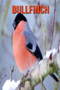 Bullfinch