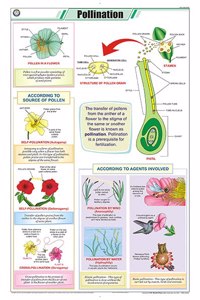 Teachingnest | Pollination Chart (58X90Cm) | Botany Chart | English | Wall Hanging