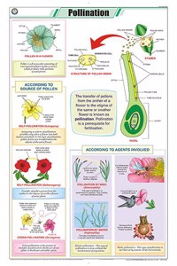 Teachingnest | Pollination Chart (58X90Cm) | Botany Chart | English | Wall Hanging