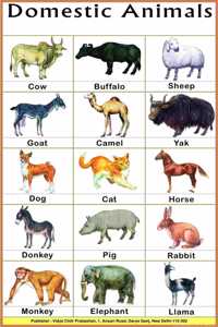 Domestic Animals Chart (50 X 70 Cm)