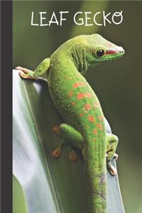 Leaf Gecko