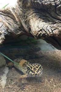 Fat Tailed Gecko (for the Love of Animals)