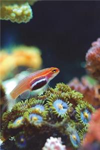 Coral Reef Journal