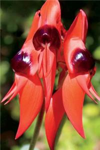 Sturts Desert Pea Flower Australia Outback Journal