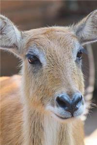 Say Hello to the Sambar Deer Journal