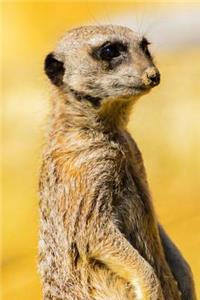 Meerkat Journal