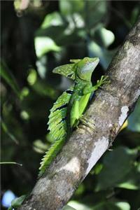 Hello Cute Green Basilisk Lizard on a Tree Branch Journal