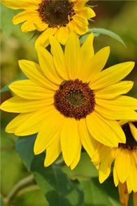 A Bright Yellow Sunflower Journal