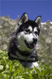 Happy Siberian Husky Dog Outdoors in the Mountains Pet Journal