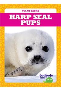 Harp Seal Pups