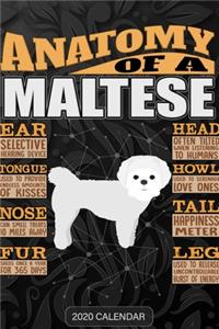 Anatomy Of A Maltese