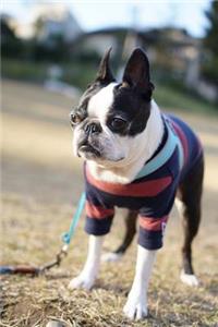 Boston Terrier Wearing a Sweater Journal