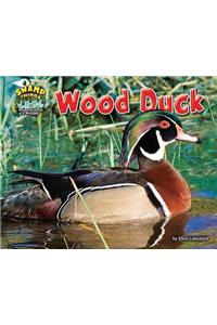 Wood Duck