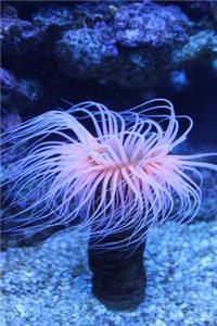 Sea Anemone in the Ocean Journal