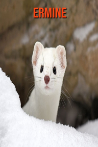 Ermine