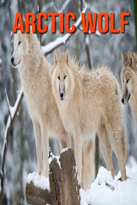 Arctic Wolf