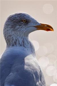 Contemplative Seagull in the Morning Sun