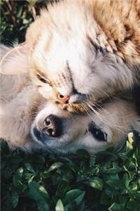 Dog and Cat